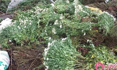 Được mùa nhưng mất giá, hoa cúc chất đầy ven đường làng hoa Tây Tựu